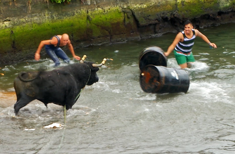 Tourada à Corda Porto Pipas - Sanjoaninas 2015