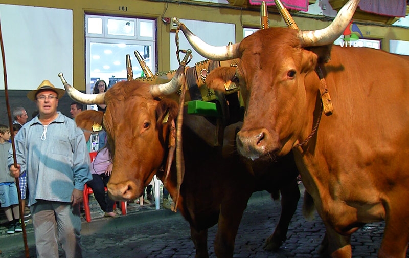 Desfile Etnográfico: "Memórias de Outrora" - Sanjoaninas 2015