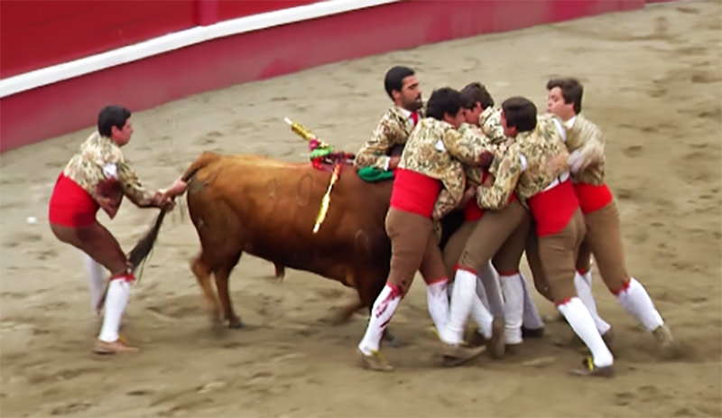 Forcados do Aposento da Moita nas Sanjoaninas 2015