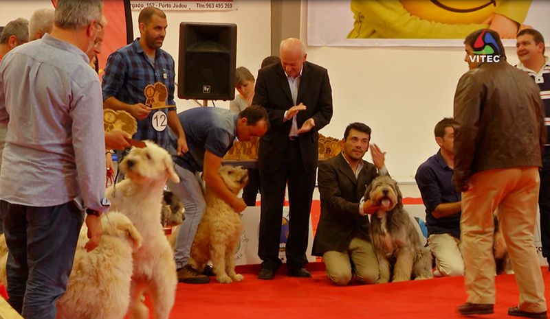 V Exposição do Cão Barbado - Terceira Dimensao 341
