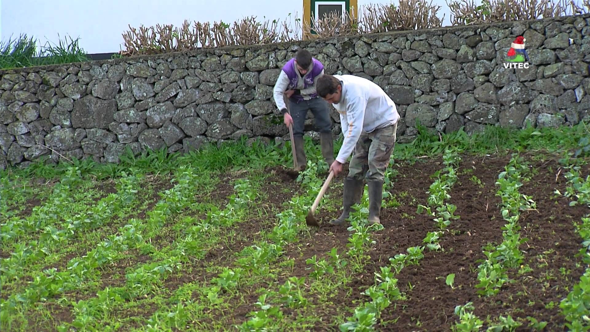 Almanaque do Camponês celebra 99 anos - Terceira Dimensão 407