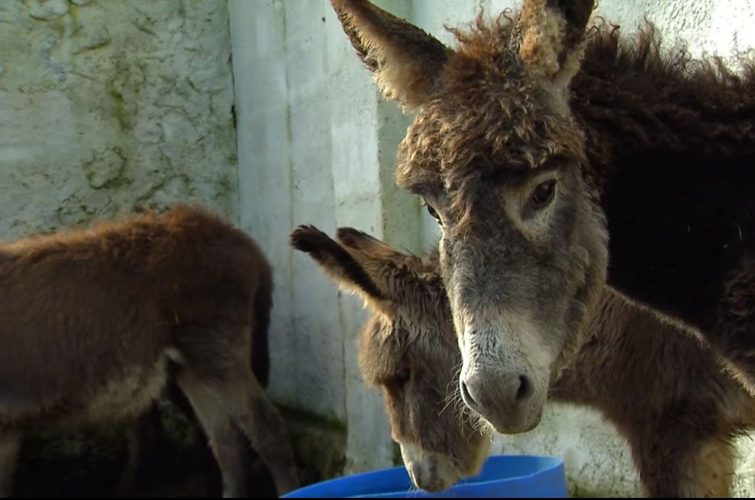 Leite de Burra utilizado em cosmética - Terceira Dimensao 419