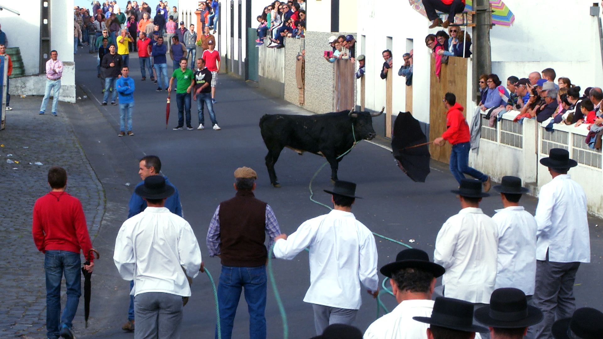 Tourada à corda do Bodo do Raminho - Terceira Dimensão 543