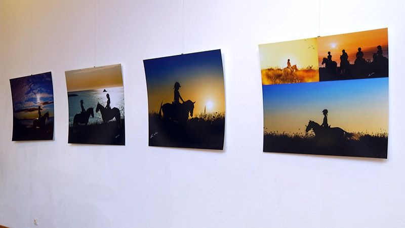 Pónei da Terceira em exposição - Terceira Dimensão 593