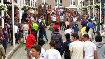 Espera de Gado Infantil - Terceira Dimensão 597