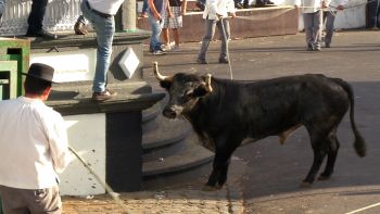 Largada e tourada à corda no Porto Martins e Spotters Day - Abraçando o Futuro 67