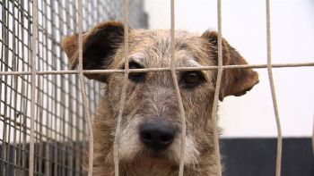 Não abandone o seu melhor amigo