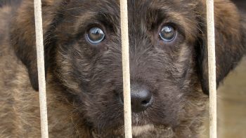 Município de Angra e GNR lançam campanha contra o abandono de animais -Terceira Dimensão 742
