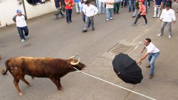 Direto da Tourada à corda nos Altares na segunda-feira de Bodo