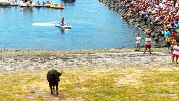 Tourada à Corda do Porto das Pipas - Sanjoaninas 2017