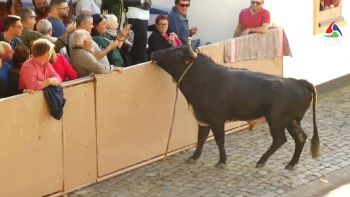 Tourada à corda na Vila do Porto Judeu - última da época 2017 - Terceira Dimensão 962