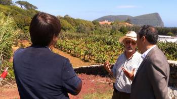 Produção do café ganha expressão na Terceira - InFoco 61