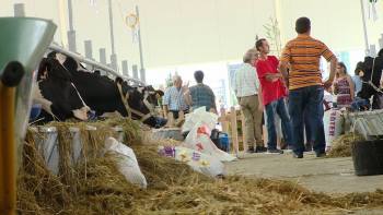 Seca e preço do leite marcam abertura da Feira Açores - InFoco 82
