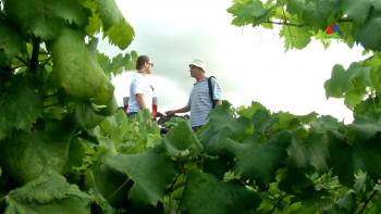 Trilho das Vinhas nos Biscoitos - InFoco 97