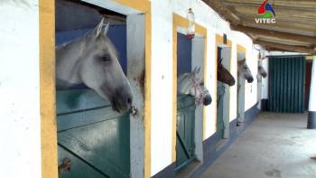 Jogos Equestres estreiam-se nos Açores - Terceira Dimensão 1217