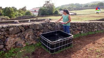 Agricultores sentem efeitos da seca na Terceira - Terceira Dimensão 1241
