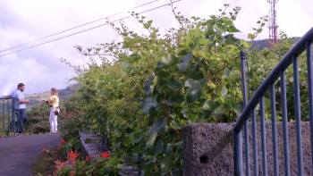 Terceira terá nova marca de vinho - Terceira Dimensão 1250