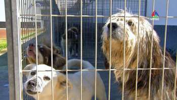 Boxes lotadas no Canil da Ilha Terceira - Terceira Dimensão 1253