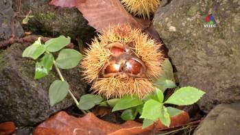 A rainha do outono na Terceira está de volta - Terceira Dimensão 1296