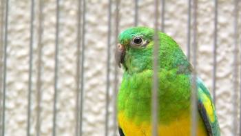 Criadores dão a conhecer as suas aves em exposição - InFoco 162