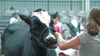 Feira Agrícola Açores 2018 - Jovens Manejadores da Raça Holstein Frisia www.azorestv.com MEO 12443