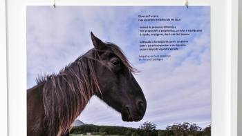 Um olhar livre sobre o Pónei da Terceira no seu habitat - Terceira Dimensão 1373