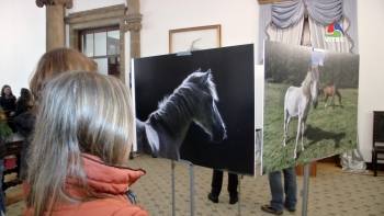 Pónei da Terceira une Angra e Golegã - Terceira Dimensão 1386