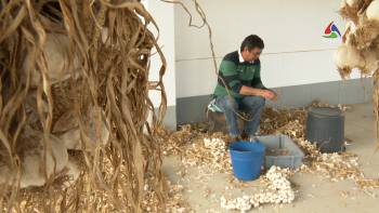 Graciosa palco da 1 ª edição do Festival do Alho - InFoco 198