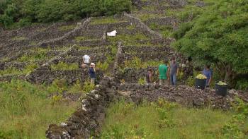 Chuvas podem afetar qualidade das uvas - InFoco 309