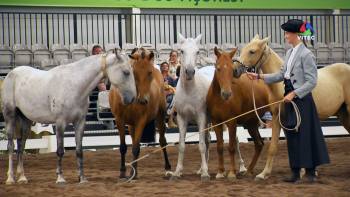 Pónei da Terceira ruma a Paris em 2020 - Terceira Dimensão 1554