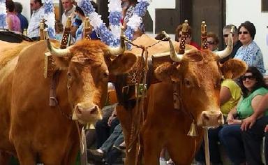 Bodo de Leite das Festas da Agualva 2014