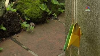 Corrida com bichinhos - Terceira Dimensão Júnior 17