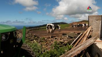 Limites à produção na Terceira – InFoco 431