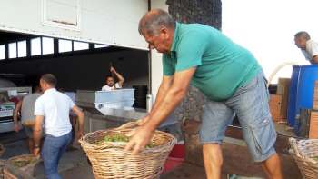 Vinho “Lira” lançado em ano de quebra de produção – Terceira Dimensão 1777