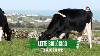 Leite biológico: produzir com qualidade e não em quantidade - Terra dos Bravos 9