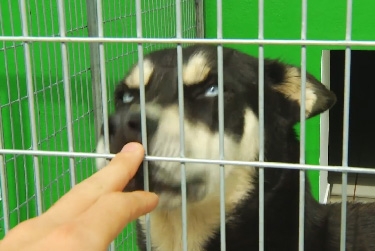 Canil de Angra cedido à Associação dos Amigos dos Animais da ilha Terceira‏