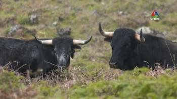 Recordar os toiros no mato
