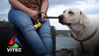 Vânia Ferreira defende criação de um canil na Praia da Vitória - InFoco 560