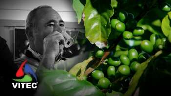 Ilha Terceira vê acontecer a produção de café biológico - Terceira Dimensão 2068