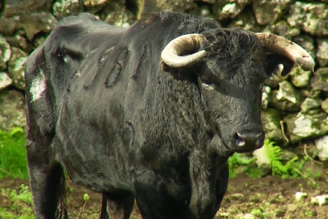 Ganadaria João Gaspar - Terceira Dimensão 27