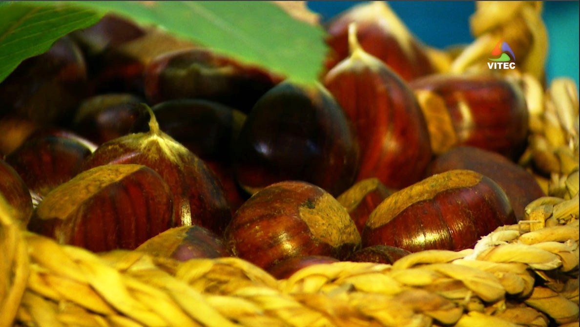 XXIV Festa da Castanha Terra-Chã - Terceira Dimensão 29