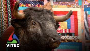 Festa Brava arranca com o Arraial Taurino 2022 - Terceira Dimensão 2224