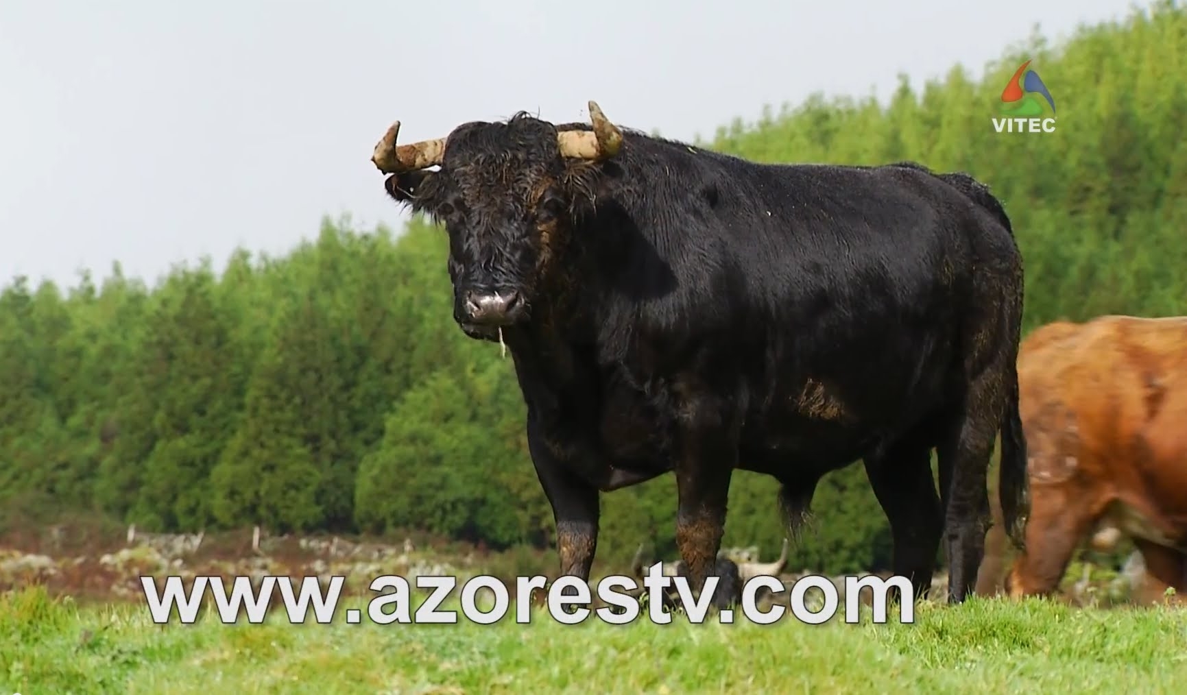 Ganadaria Eliseu Gomes - Terceira Dimensão 48