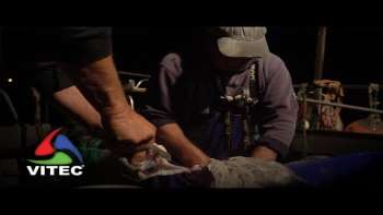 Vida no mar: o sustento e a paixão