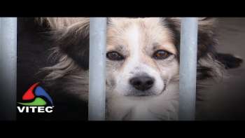 Um "Recomeço" na vida dos patudos - Terceira Dimensão 2147