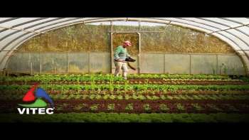 Hortas em casa - O segredo da felicidade - Terceira Dimensão 2158