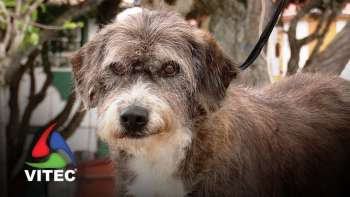 Sanjoaninas sensibilizam para bem-estar do animal de companhia - Terceira Dimensão 2296