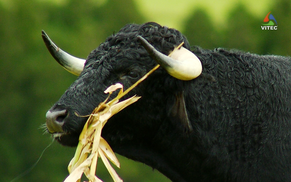 Ganadaria Ezequiel Rodrigues - Terceira Dimensão 62