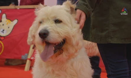 Abertura 1º Angra Pet Festival - Terceira Dimensão 64