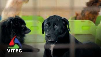 Abandono de animais em discussão – InFoco 728